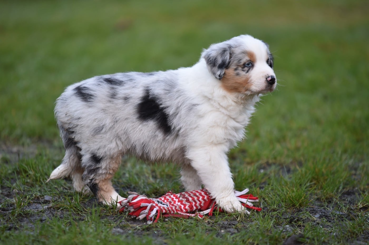 A BELLA du Feeling de Nolister