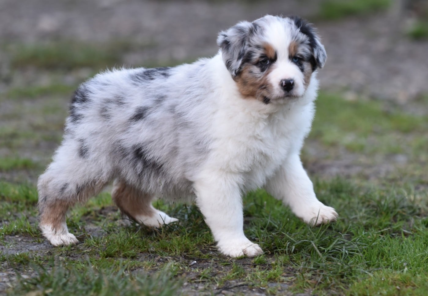 A ZAYKA du Feeling de Nolister