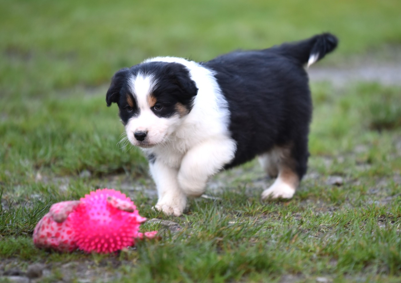 ATLAS du Feeling de Nolister