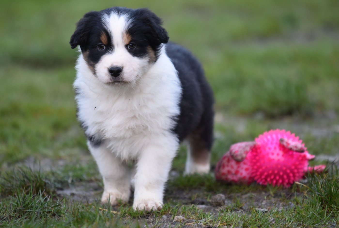 ATLAS du Feeling de Nolister