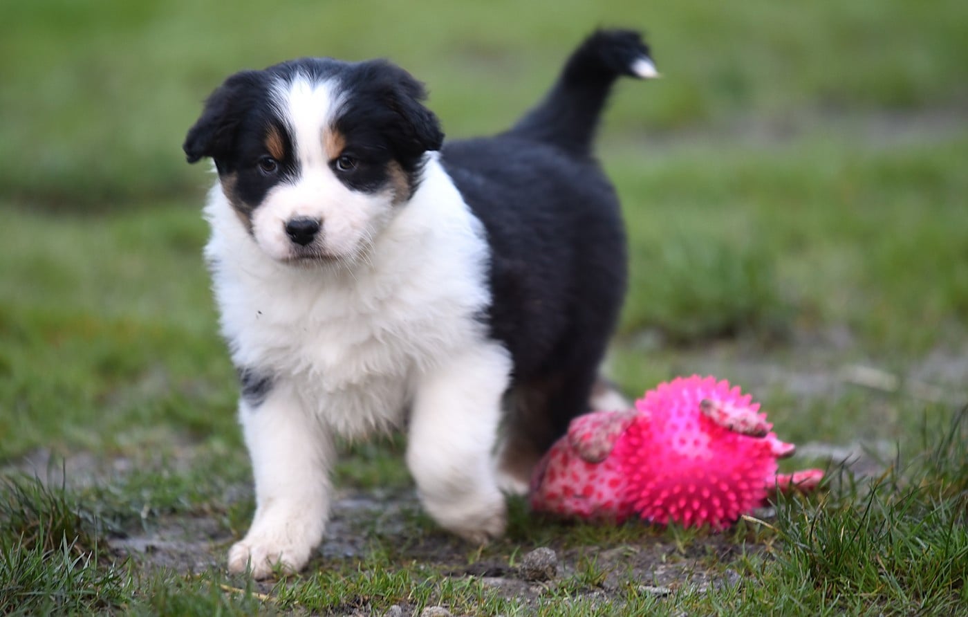 ATLAS du Feeling de Nolister