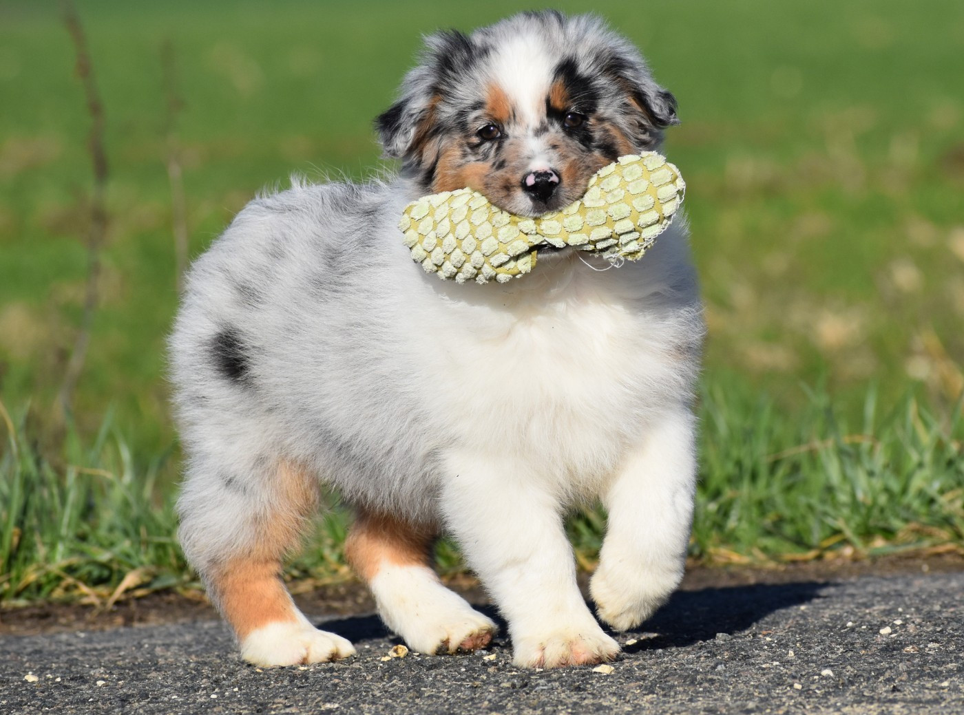 ARYA du Feeling de Nolister