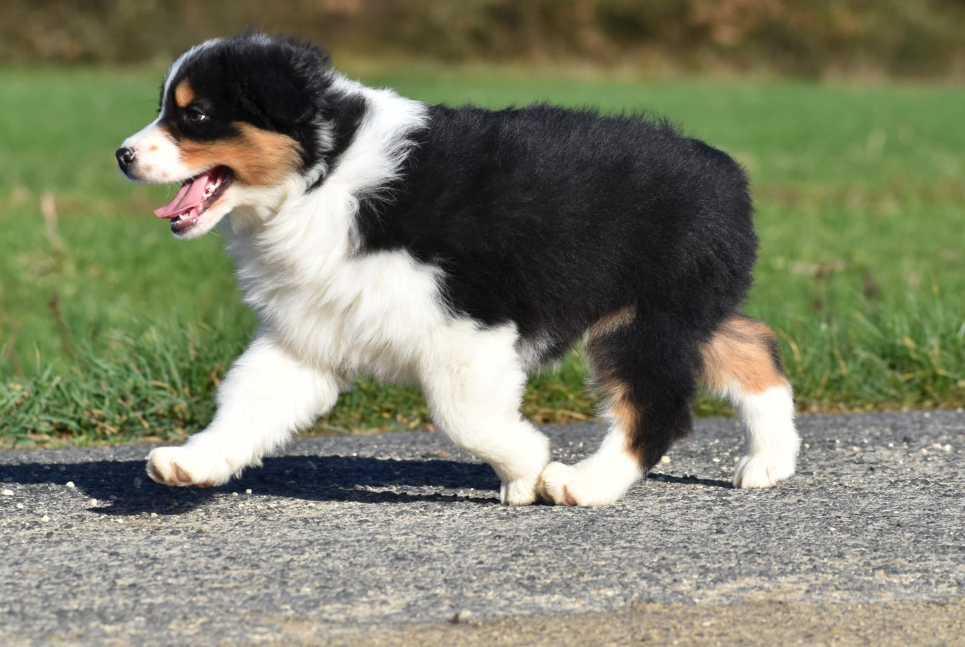 ATHOS du Feeling de Nolister