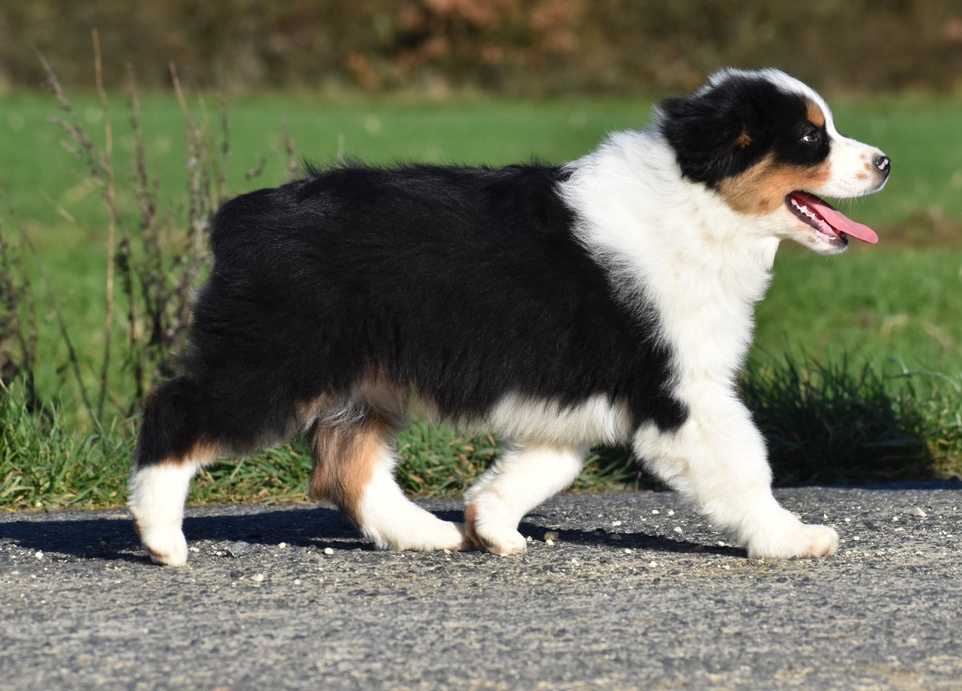 ATHOS du Feeling de Nolister