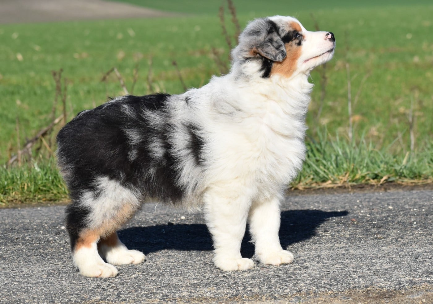 AZUR du Feeling de Nolister