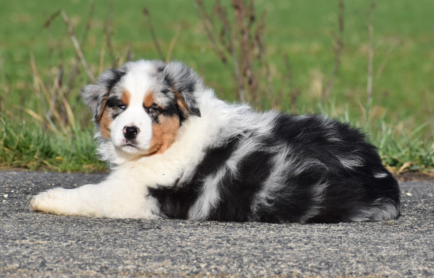 AZUR du Feeling de Nolister