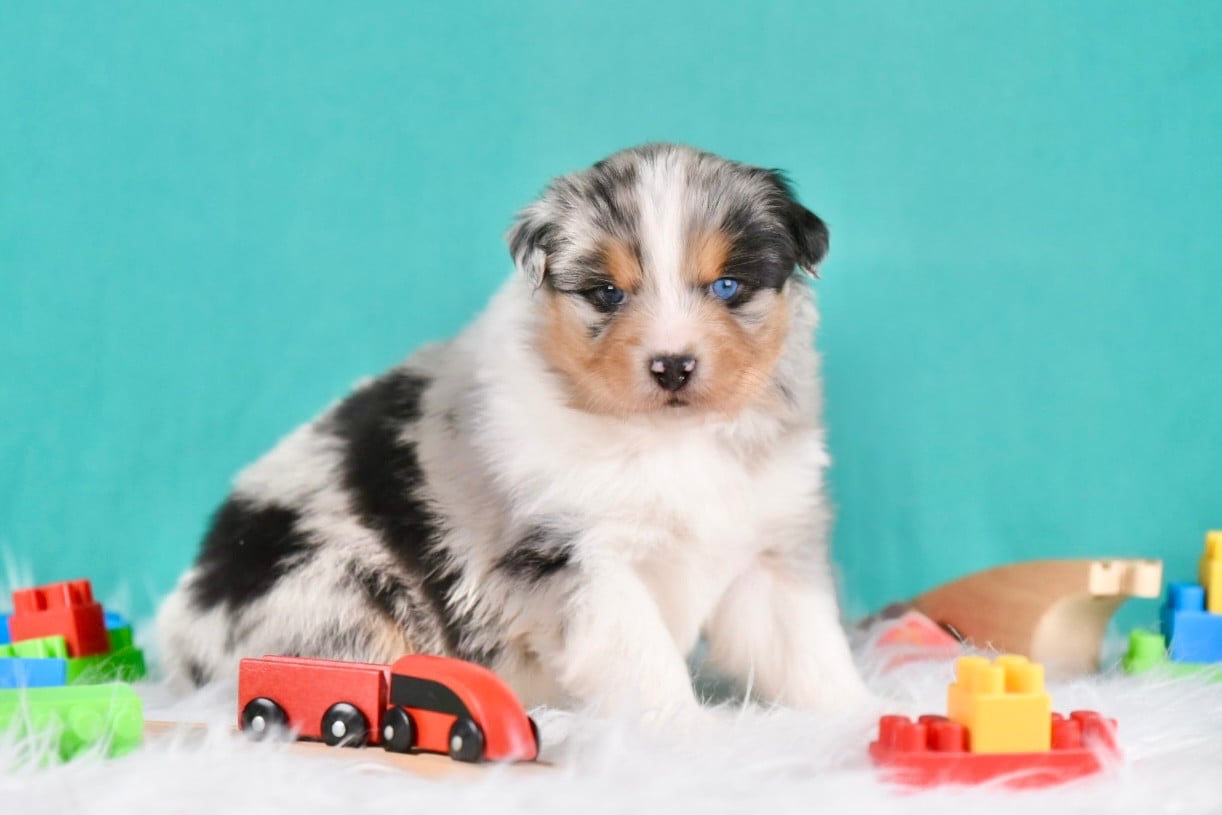 Berger Australien - du Feeling de Nolister