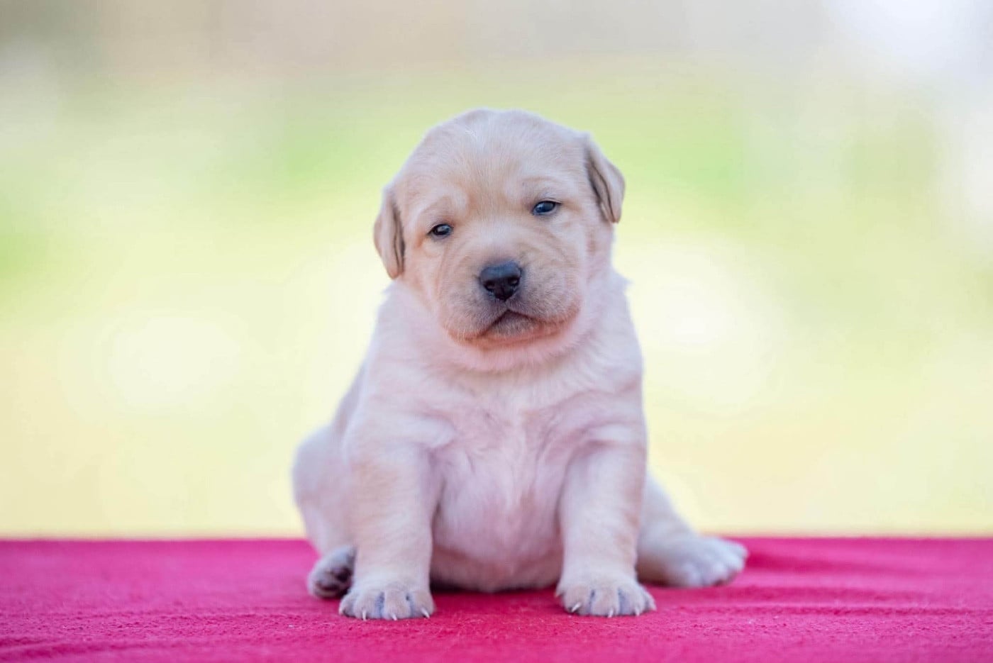 BAYA du Feeling de Nolister