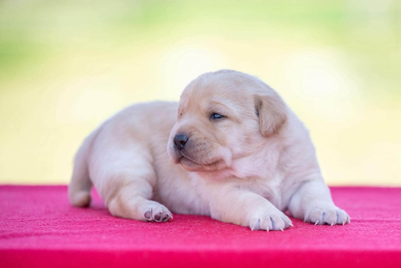 BAYA du Feeling de Nolister