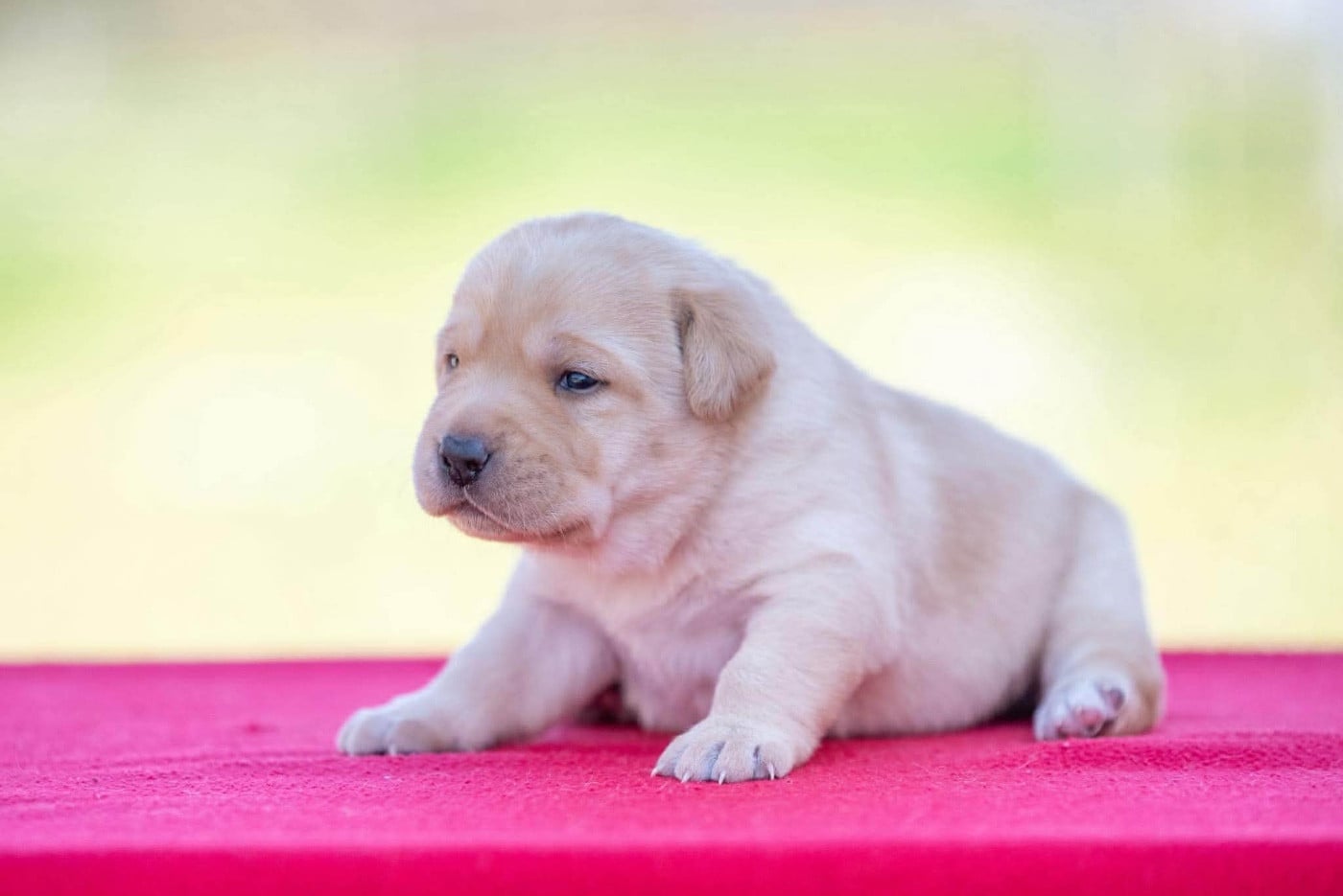 BAYA du Feeling de Nolister