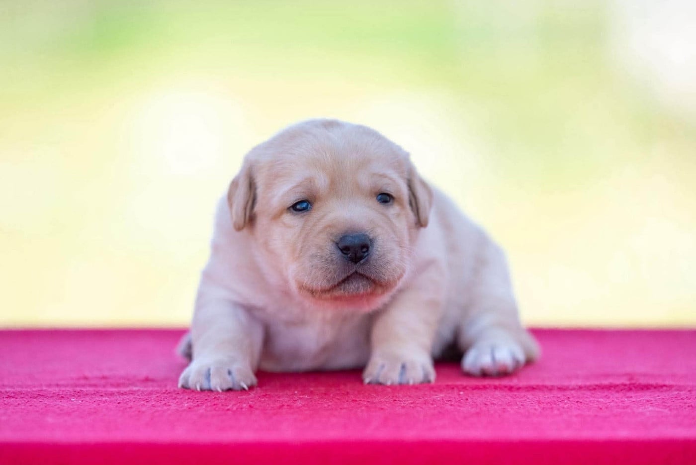 BAYA du Feeling de Nolister