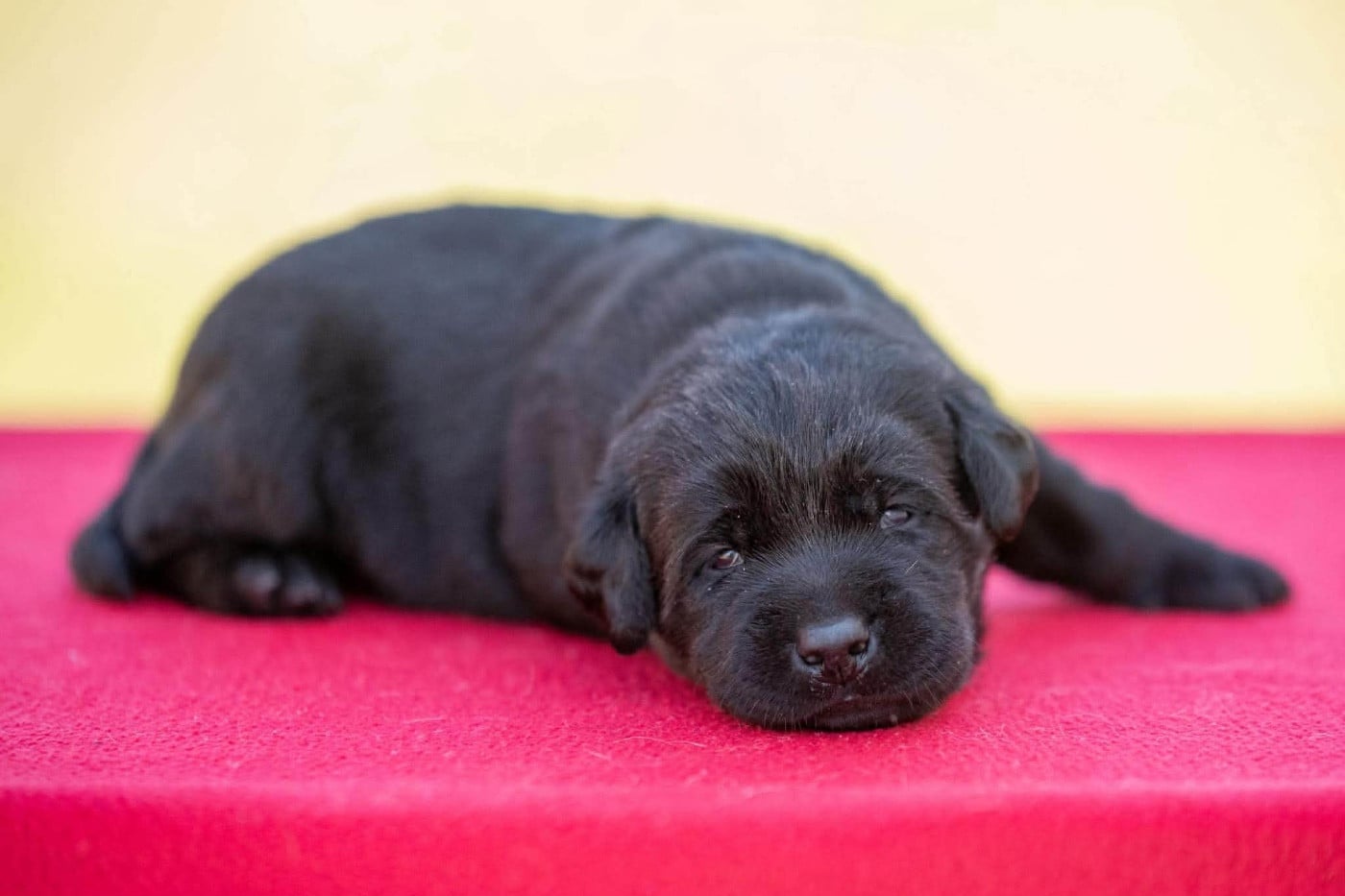 B...du Feeling de Nolister