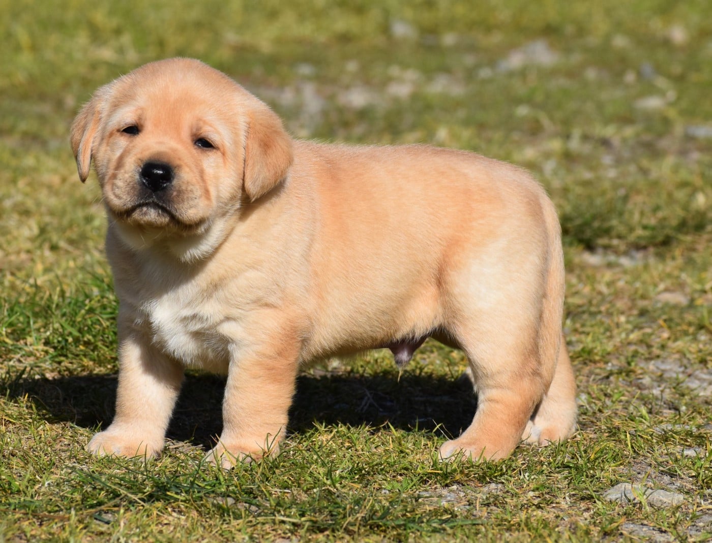 Labrador Retriever - du Feeling de Nolister