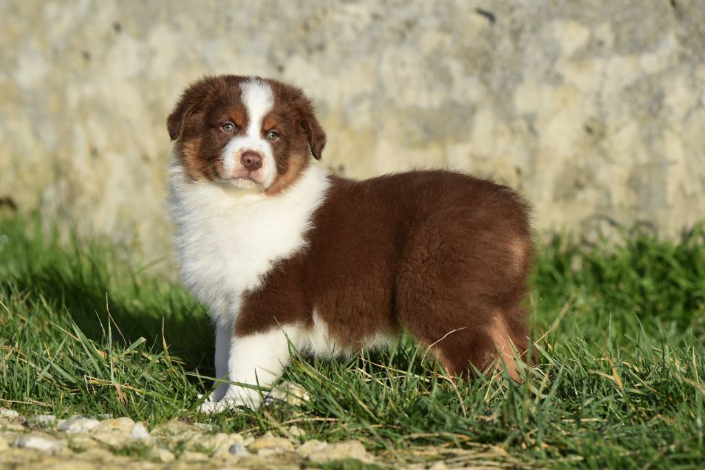 Chiot Berger Australien, PIRATE WILLIAM TURNER du Feeling