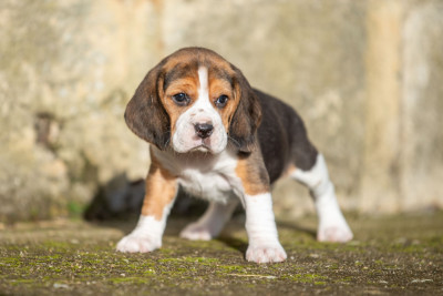 Les chiots de Beagle