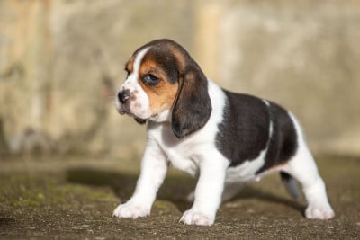 Les chiots de Beagle