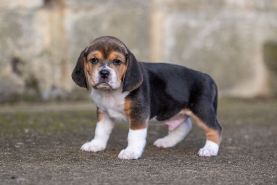 Les chiots de Beagle