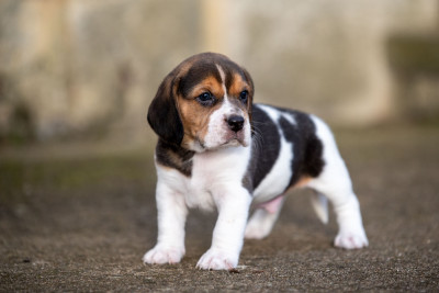 Les chiots de Beagle