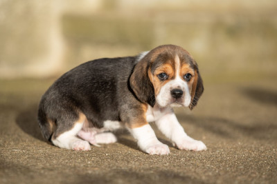 Les chiots de Beagle