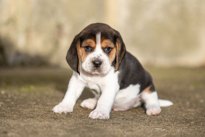 Les chiots de Beagle