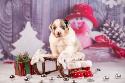Les chiots de Berger Australien