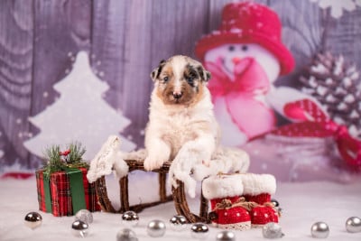 Les chiots de Berger Australien