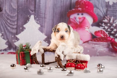 Les chiots de Berger Australien