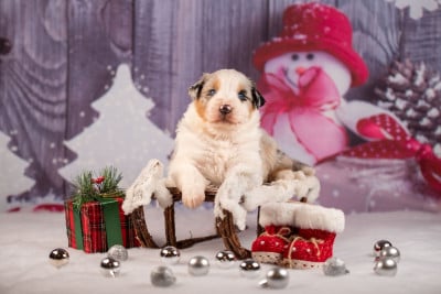 Les chiots de Berger Australien