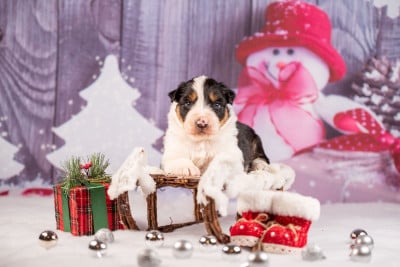 Les chiots de Berger Australien
