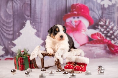 Les chiots de Berger Australien