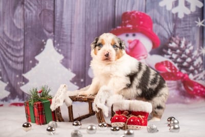 Les chiots de Berger Australien