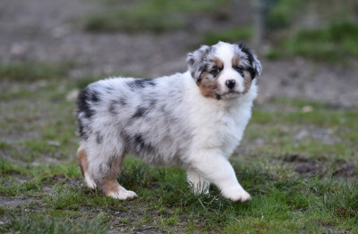 Les chiots de Berger Australien