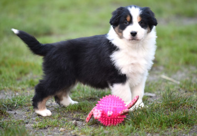 Les chiots de Berger Australien