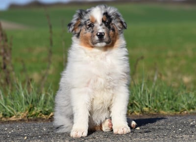 Les chiots de Berger Australien