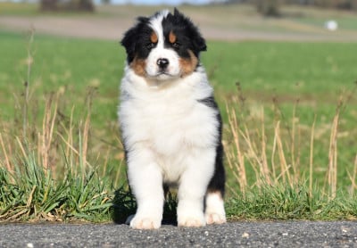 Les chiots de Berger Australien
