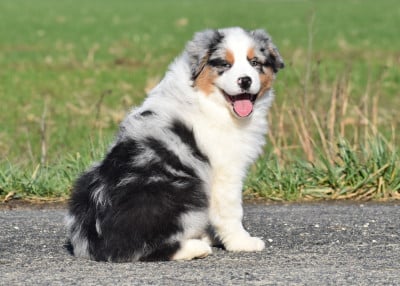 Les chiots de Berger Australien