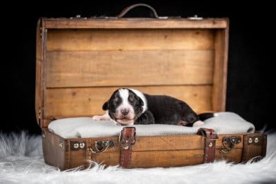 Les chiots de Berger Australien