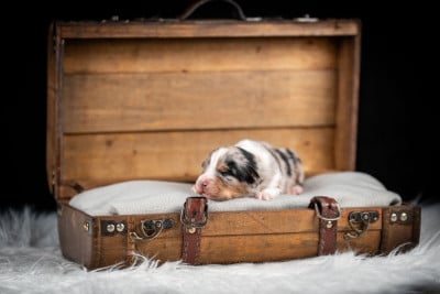 Les chiots de Berger Australien