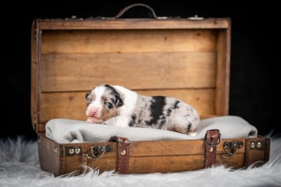 Les chiots de Berger Australien