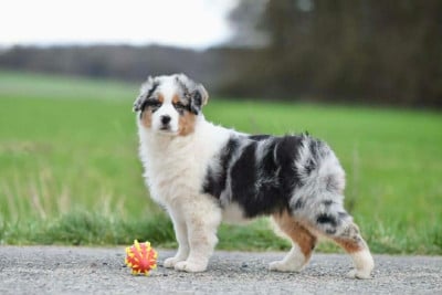 Les chiots de Berger Australien