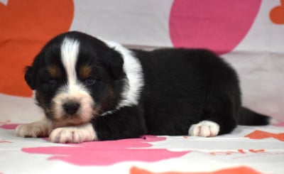 Les chiots de Berger Australien