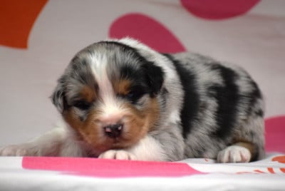 Les chiots de Berger Australien