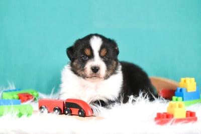 Les chiots de Berger Australien