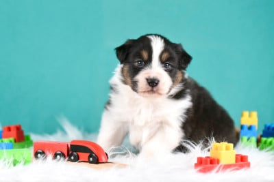 Les chiots de Berger Australien