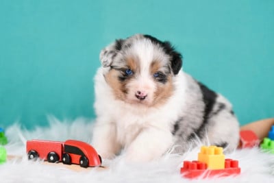 Les chiots de Berger Australien