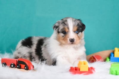 Les chiots de Berger Australien