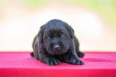 Les chiots de Labrador Retriever