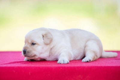 Les chiots de Labrador Retriever