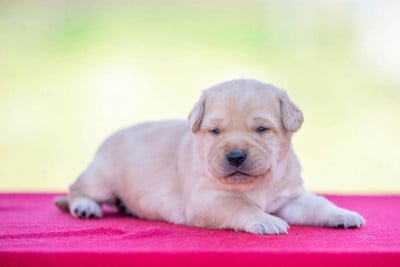 Les chiots de Labrador Retriever