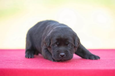 Les chiots de Labrador Retriever
